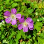 #bioPGH Blog: A Wonderland of Wildflowers