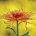 This Week at Phipps: Oct. 13 – 19 This Week at Phipps: Oct. 13 – 19