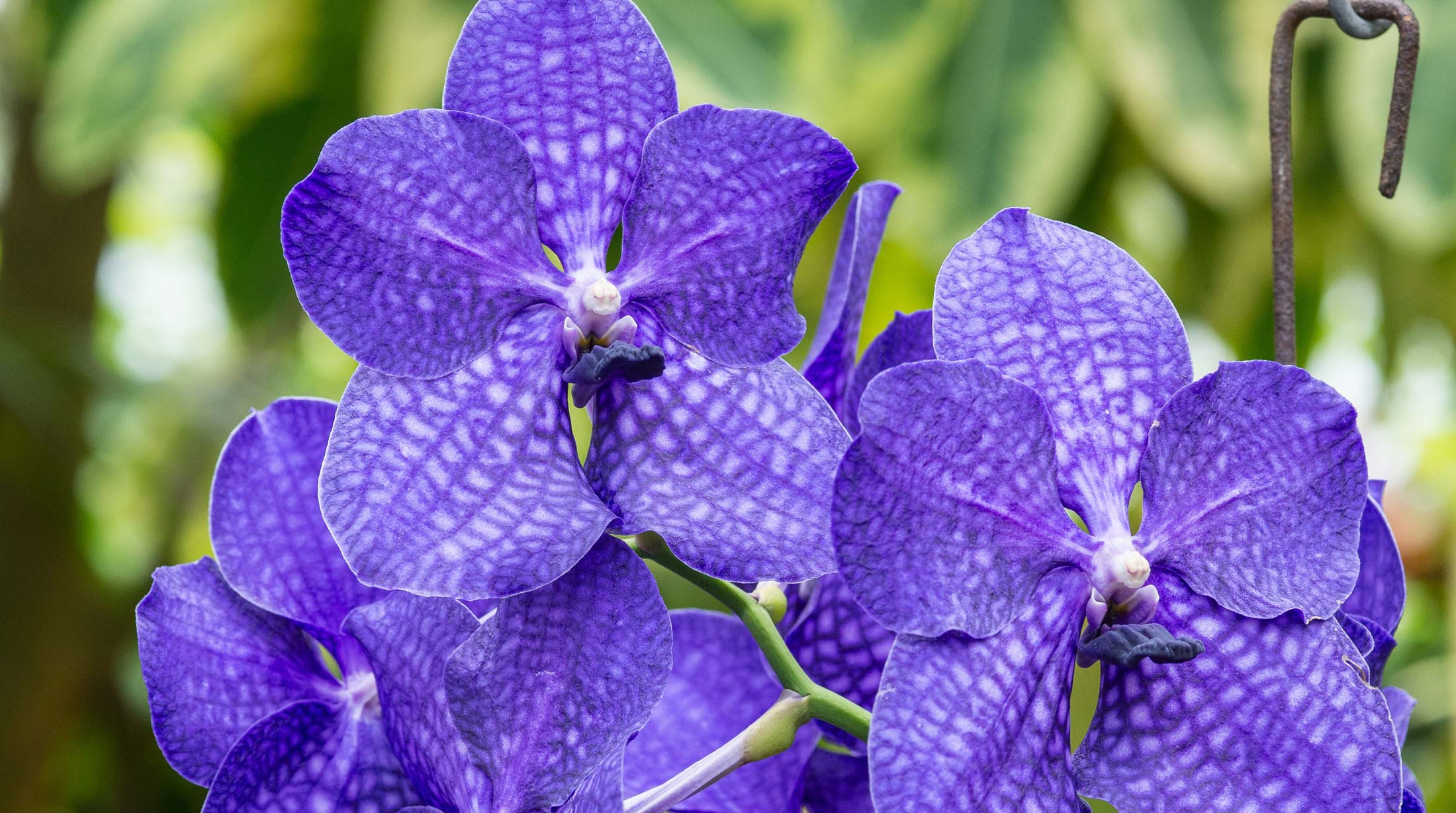 Types Of Blue Orchids