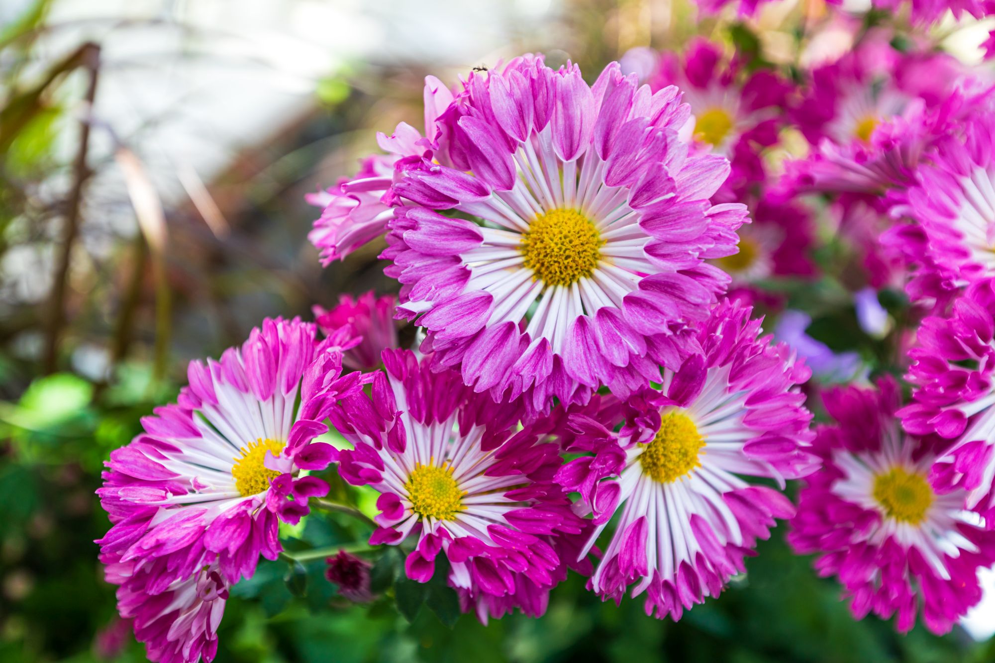 Fall Flower Show: Hometown Harvest | Phipps Conservatory and Botanical ...