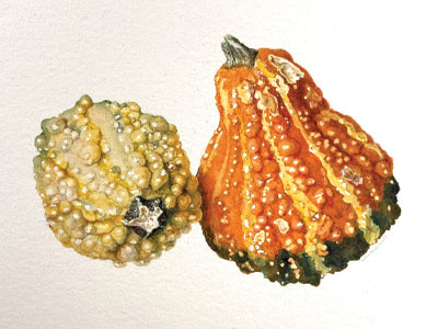 Gourd Watercolor by Amy Lewandowski