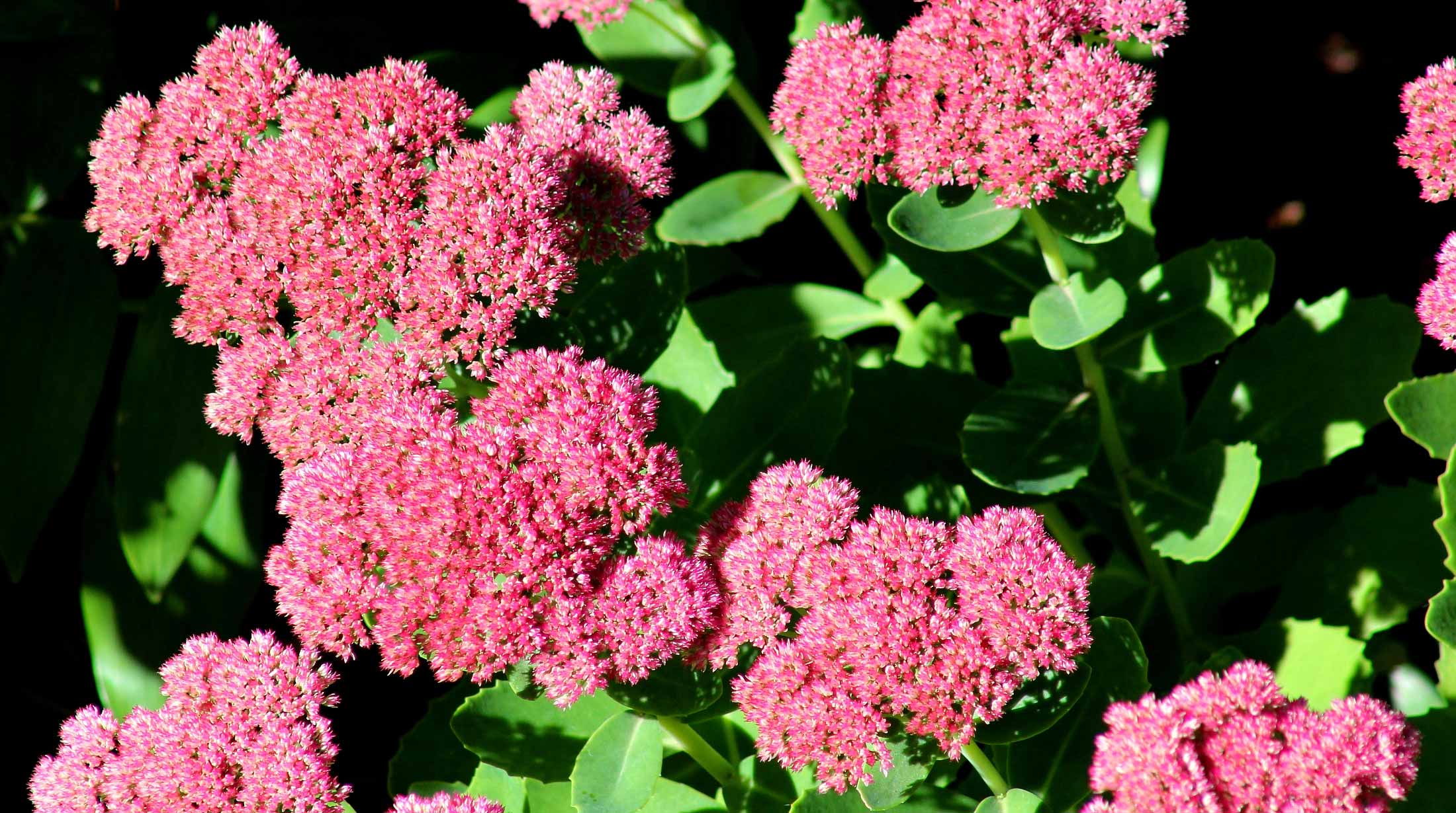 These flowers are. Очиток телефиум Dark Knight. Sedum Viola. Очиток Видный Отем Джой. Sedum perezdelarosae.