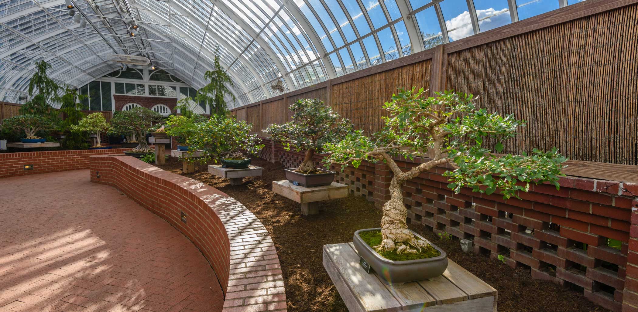 Orchid and Tropical Bonsai Show Eye Candy Phipps Conservatory and