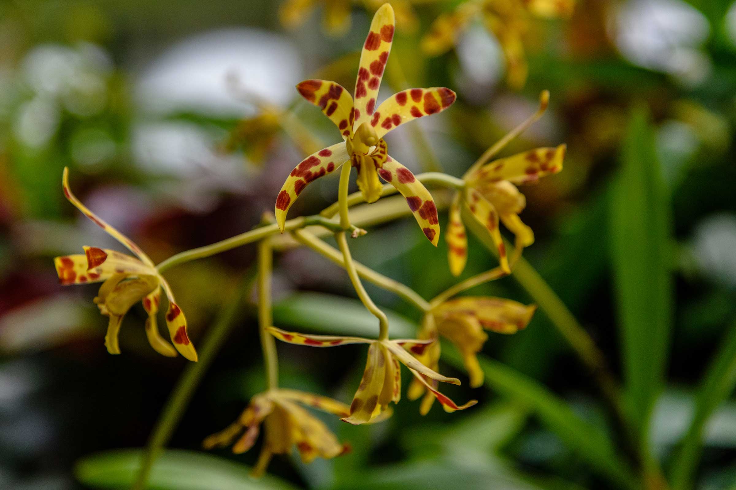 LAST CHANCE: Orchid And Tropical Bonsai Show: Out Of This World ...