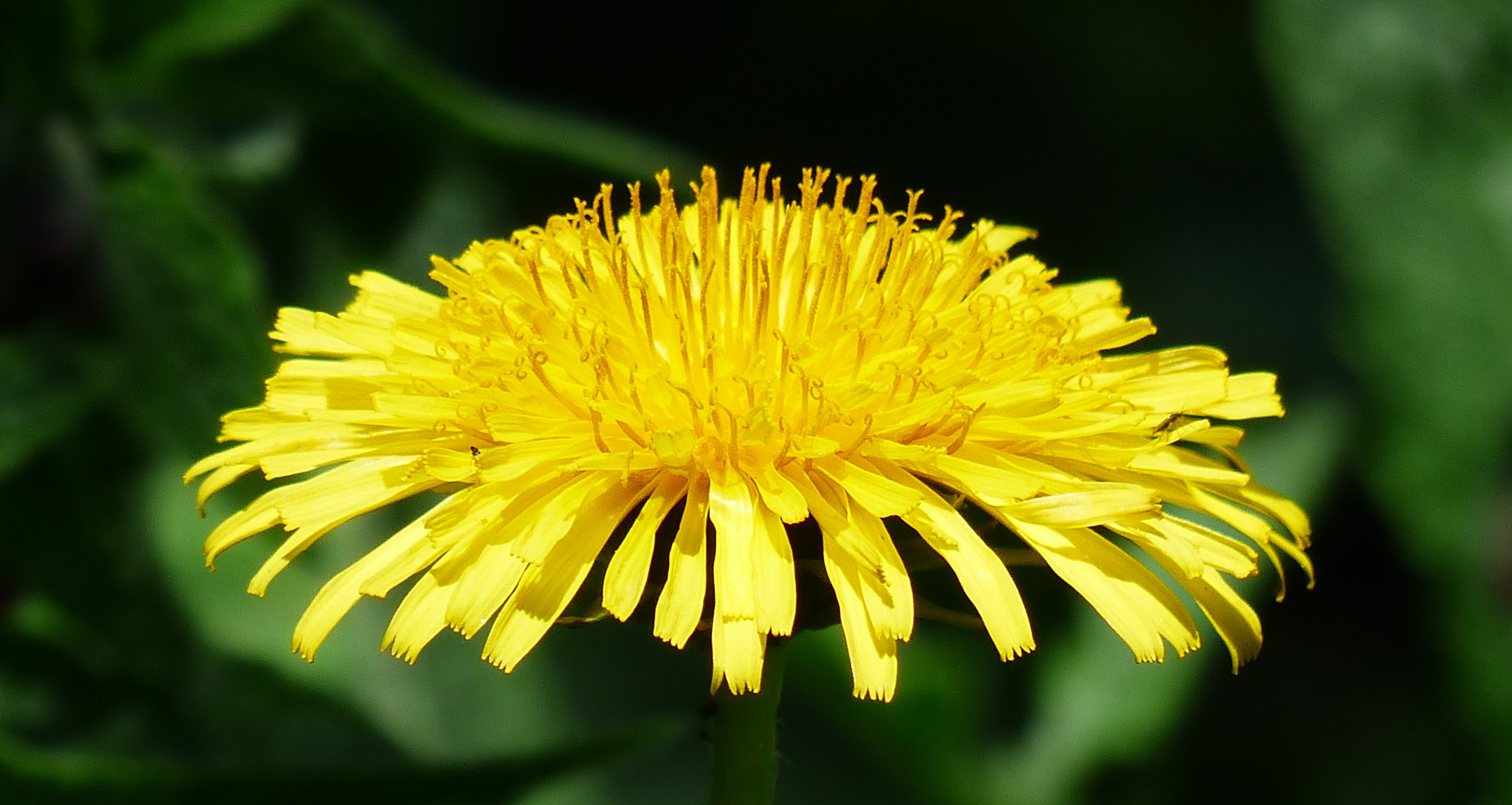  bioPGH Blog Coltsfoot Or Dandelion Phipps Conservatory And 