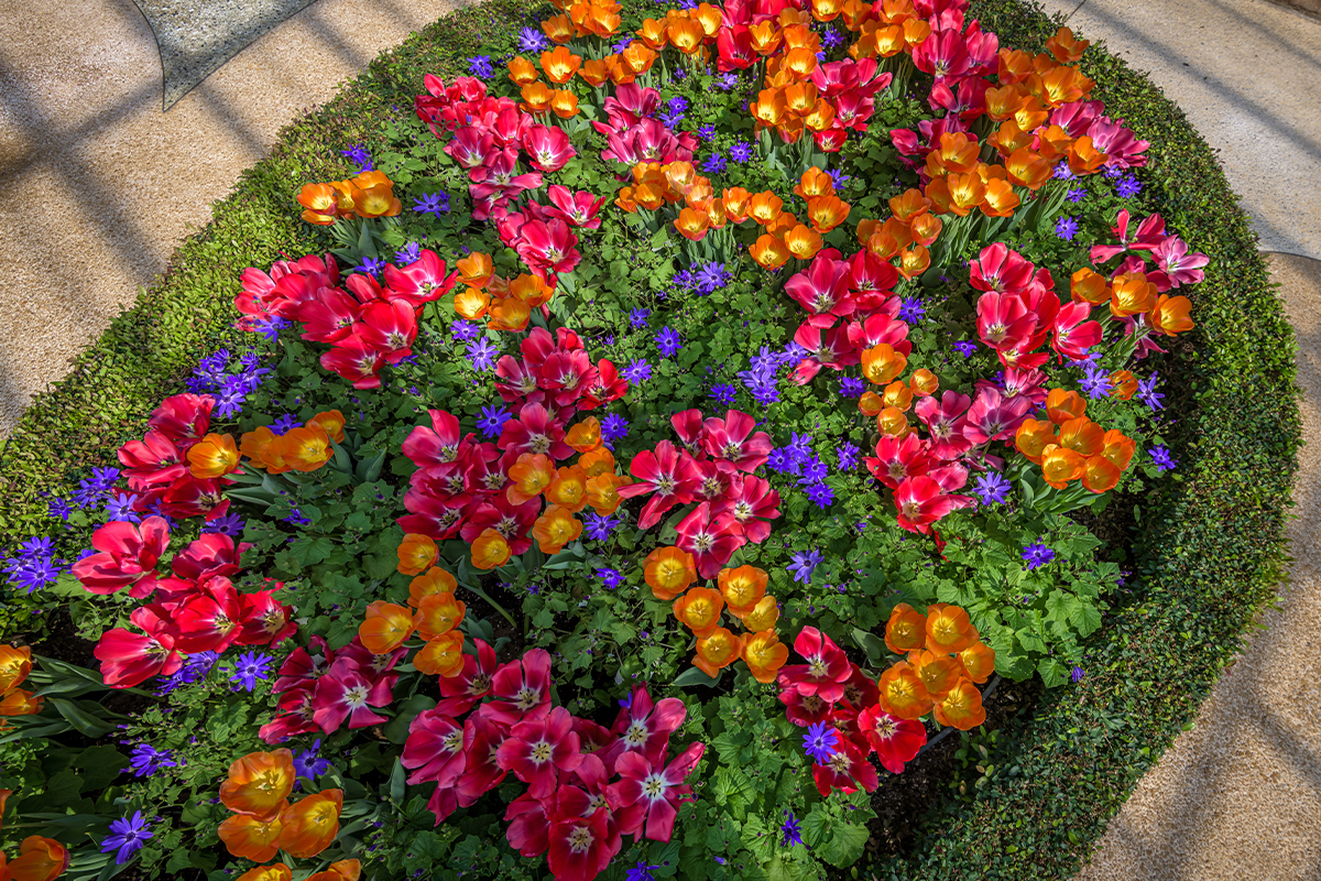 Spring Flower Show: Canopy of Color