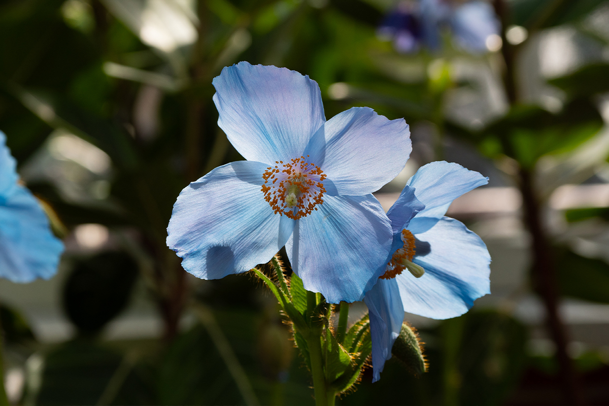 Spring Flower Show: Canopy of Color