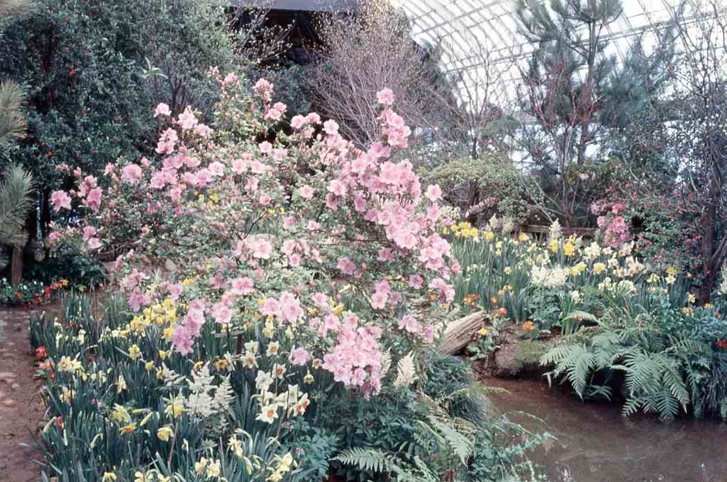 Spring Flower Show 1960
