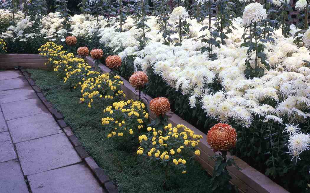 Fall Flower Show 1961