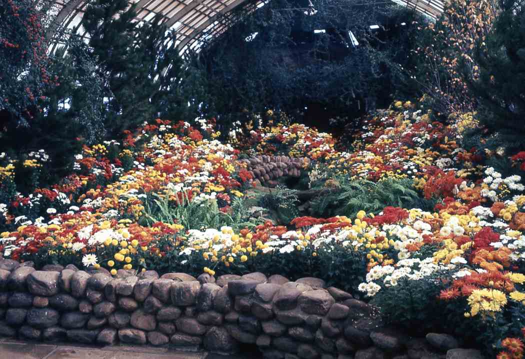 Fall Flower Show 1967