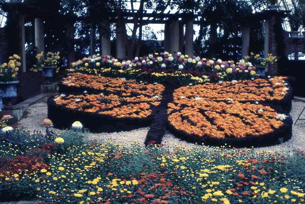 Fall Flower Show 1977