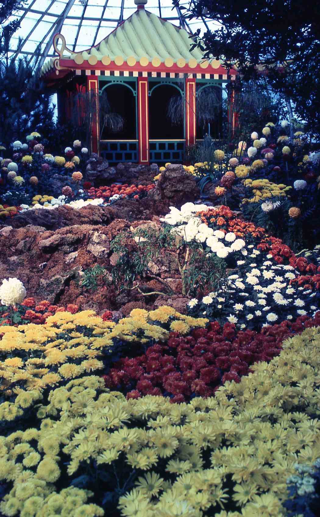 Fall Flower Show 1986: China — Origin of the Chrysanthemum