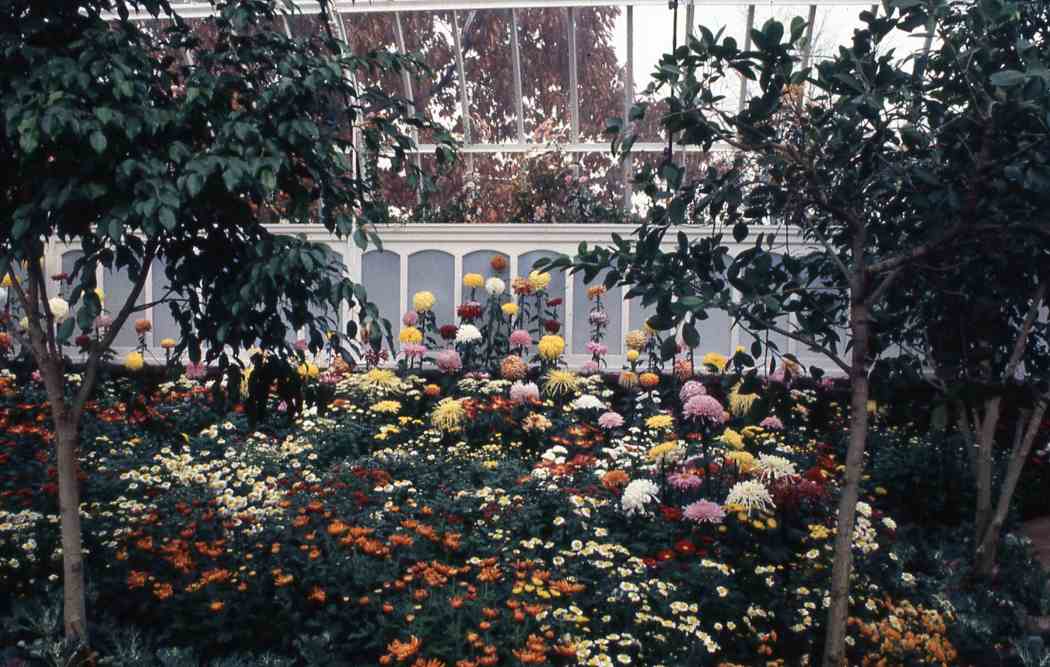 Fall Flower Show 1987: Kings, Queens and Chrysanthemums