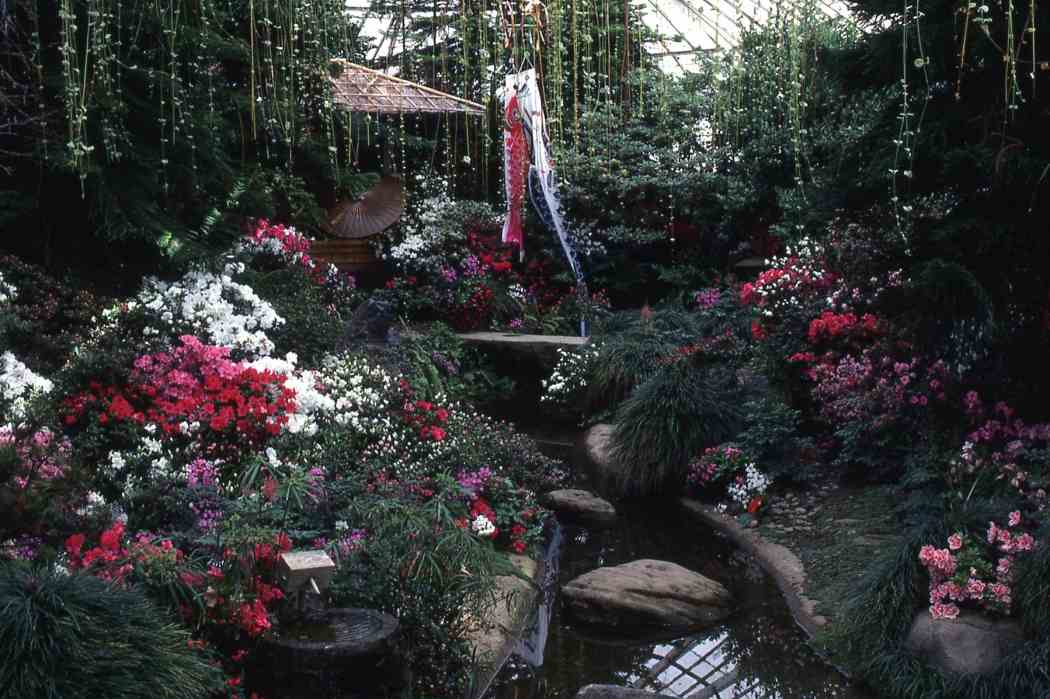 Winter Flower Show 1987: From Our House to Yours