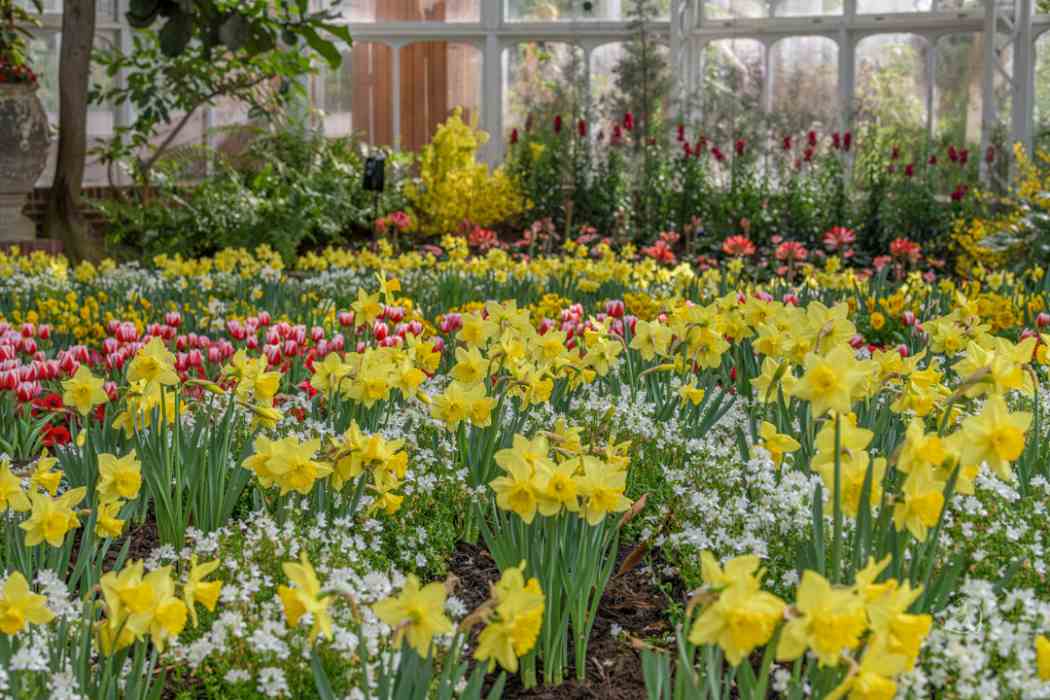 Spring Flower Show 2021: Canopy of Color | Phipps Conservatory and ...