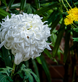 Fall Flower Show: Visions of Japan Fall Flower Show: Visions of Japan