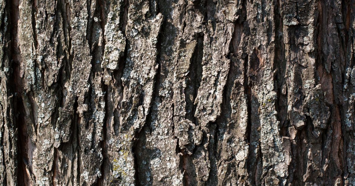 Biopgh Blog Tree Bark Identification Phipps