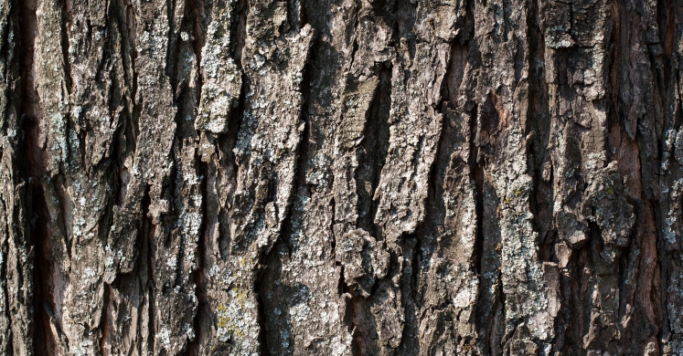 #bioPGH Blog: Tree Bark Identification