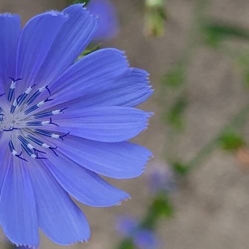 #bioPGH Blog: Chicory, Dickory, Dock – The Flowers are on the Clock