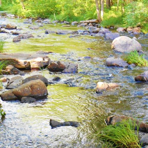 #bioPGH Blog: Conduct Your Own Stream Assessment