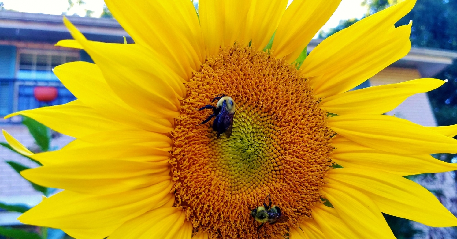 bioPGH Blog: Sunflowers, Phipps Conservatory and Botanical Gardens
