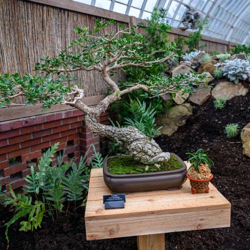 Behind the Scenes of Phipps’ Beautiful Bonsai