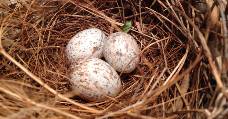 #bioPGH Blog: All the Colors in the Nest - The Story of Eggshell Coloration