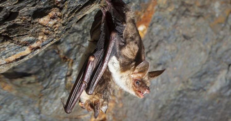 #bioPGH Blog: Bats