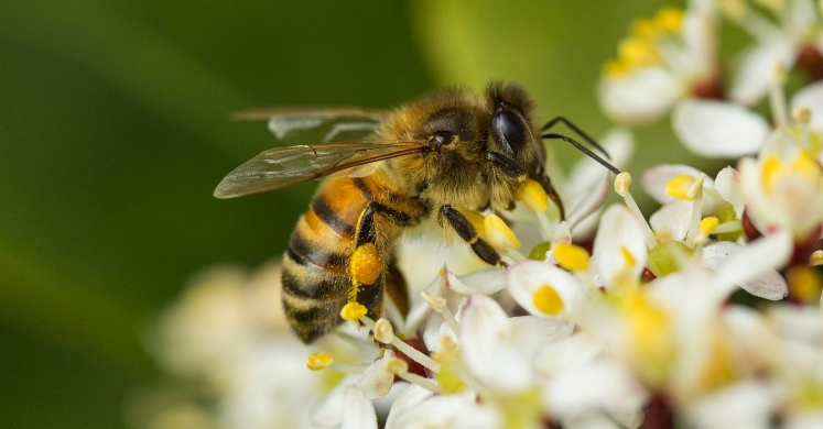 #bioPGH Blog: Honey Bees