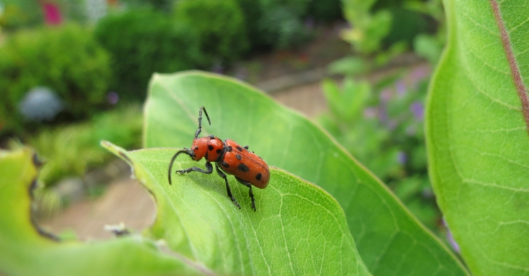 Greener Gardening: Sustainable Insect Control