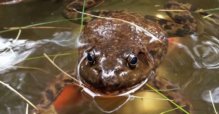 #bioPGH Blog: American Bullfrogs