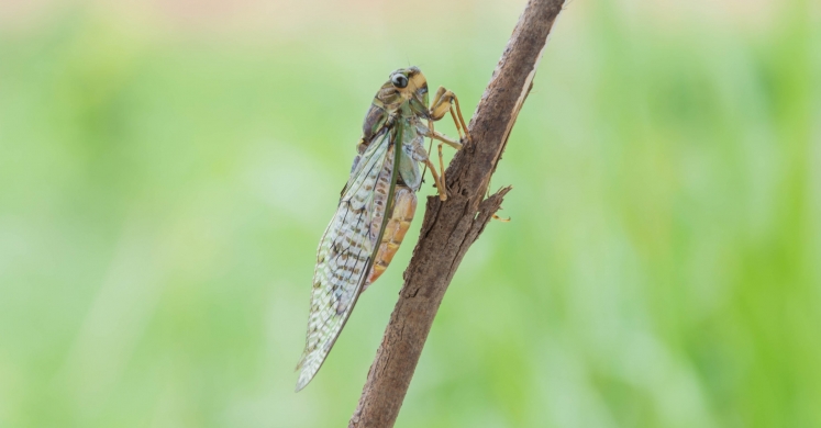 #bioPGH Blog: Periodical Cicadas