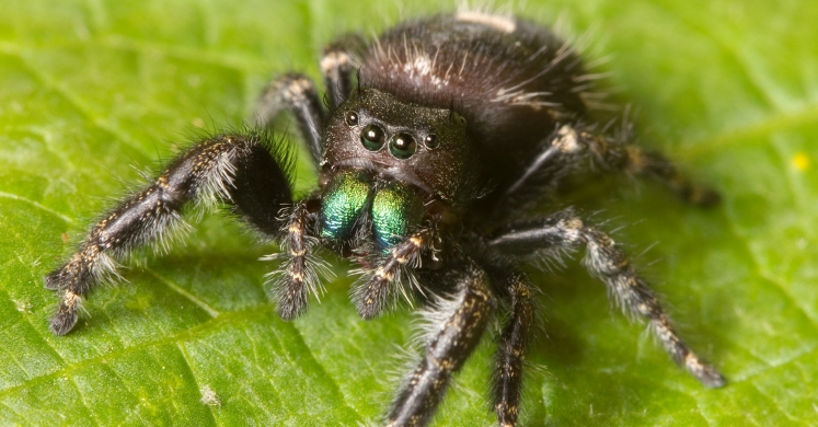 #bioPGH Blog: Leaping for Jumping Spiders!