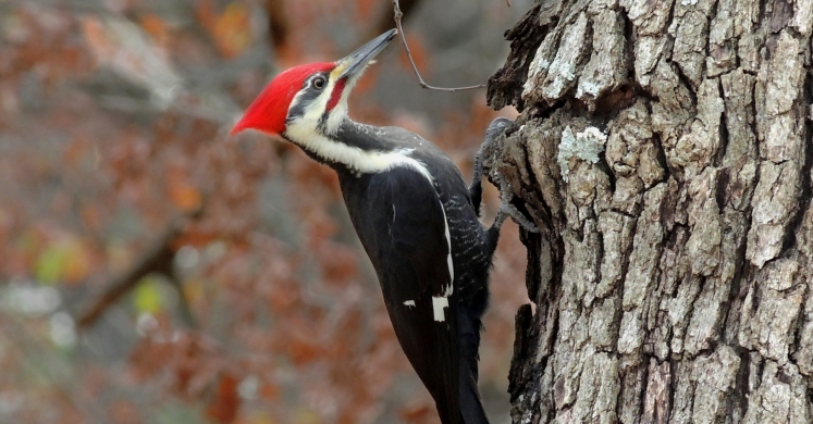 #bioPGH Blog: Pileated Woodpeckers