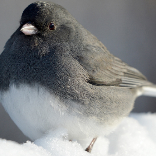 #bioPGH Blog: Juncos – When “South for the Winter” Means Pennsylvania!