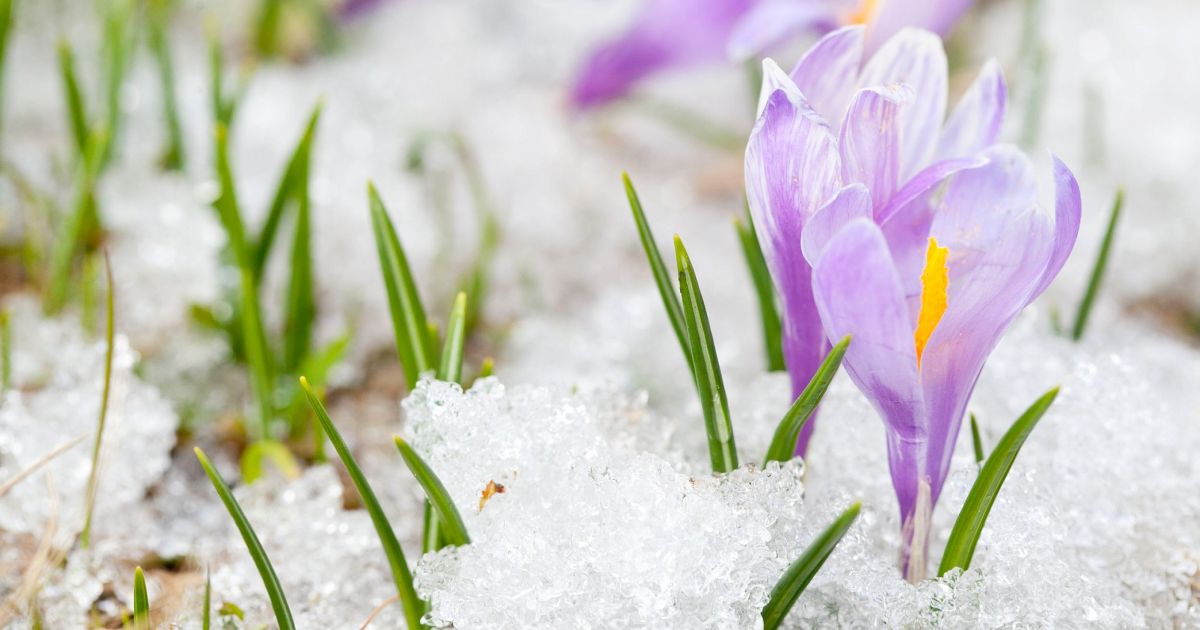 #bioPGH Blog: Snow Crocus | Phipps Conservatory and Botanical Gardens ...