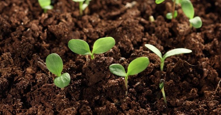 Greener Gardening: Modifying pH Levels in Soil