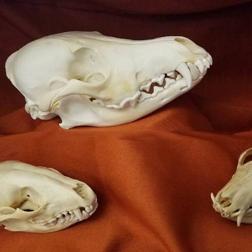 #bioPGH Blog: Decoding the Mysteries of Skulls!