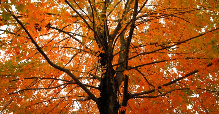 #bioPGH Blog: Fall Foliage