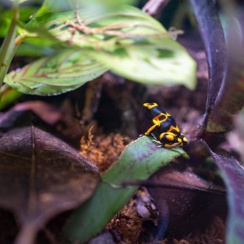 Animals of Tropical Forest Panama Animals of Tropical Forest Panama