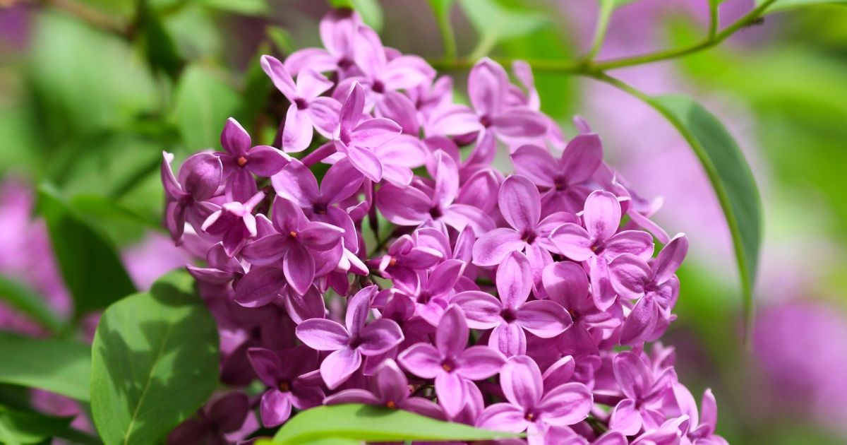 Can a Lilac Bush Grow in Florida?