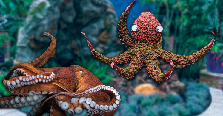 Under the Sea Creations and FINspirations: All About Octopi