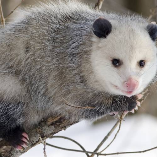 #bioPGH Blog: The Awesome Opossum