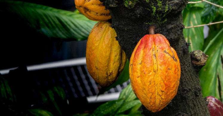 #bioPGH Blog: Cocoa, Cacao, Yum Yum!