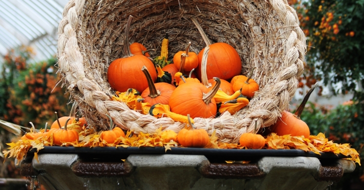 #bioPGH Blog: Pumpkins