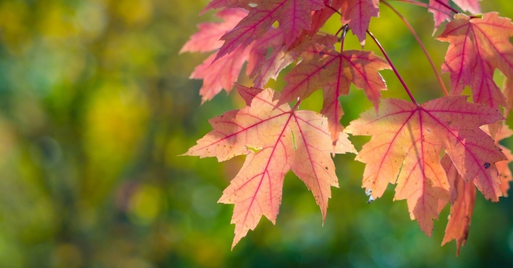 #bioPGH blog: The Colors of October