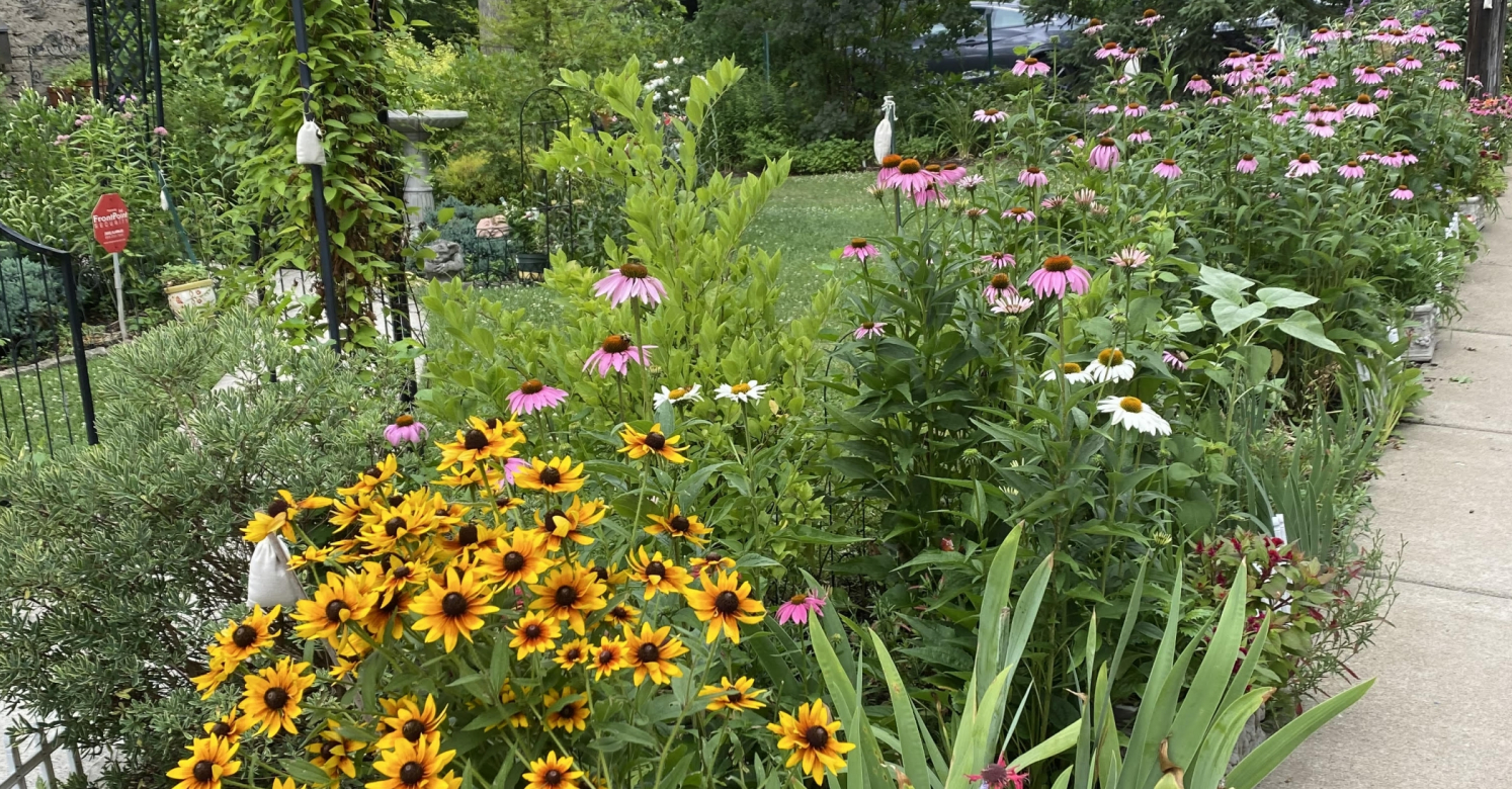 Small Gardens, Big Impact: Native Plant Oasis | Phipps Conservatory and ...