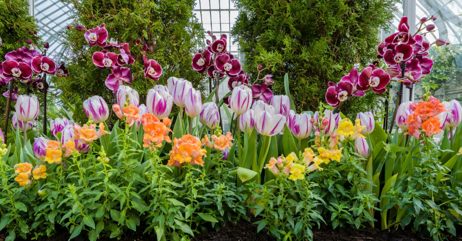 Let's Stay Connected: Spring Blooms, Fun Activities to Do at Home, Photo  Archive and More!, Phipps Conservatory and Botanical Gardens