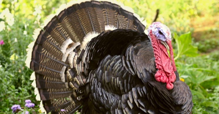 #bioPGH Blog: Eastern Wild Turkey