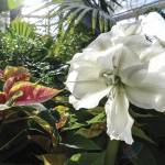 This Week at Phipps: Nov. 26 – Dec. 1